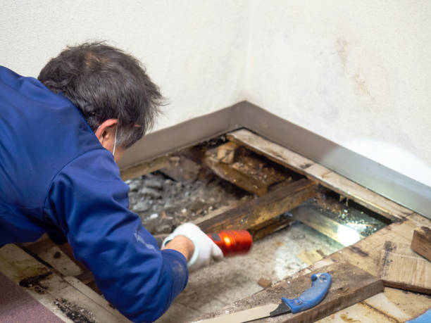 Best Mold Damage Repair  in Prosper, TX