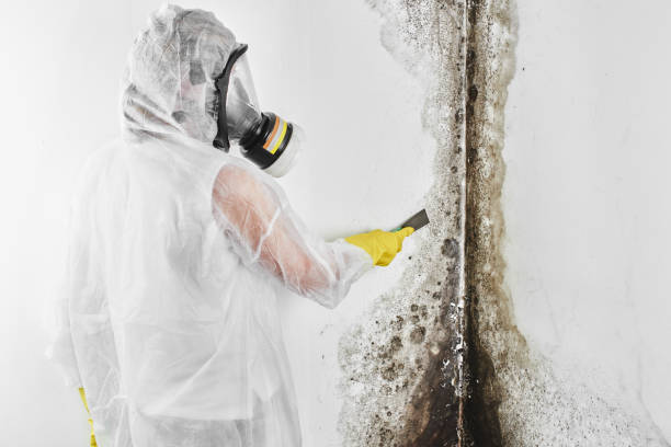 Best Commercial Mold Removal  in Prosper, TX