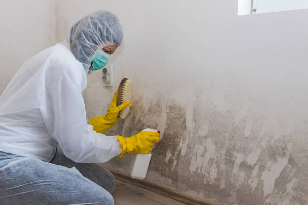 Best Mold Damage Repair  in Prosper, TX