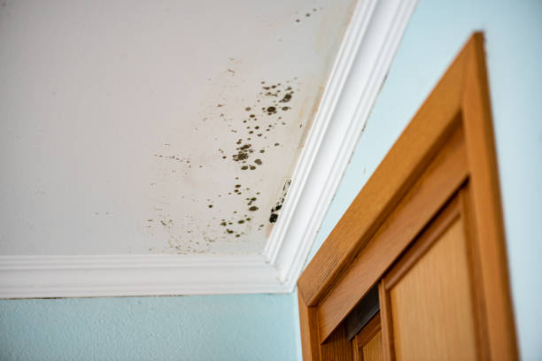 Best Toxic Mold Removal  in Prosper, TX