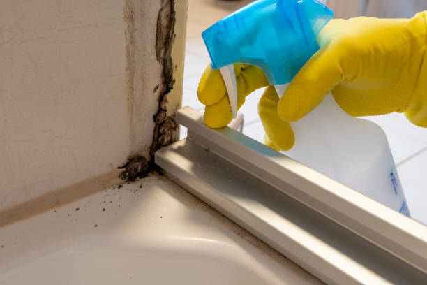 Best Professional Mold Removal  in Prosper, TX