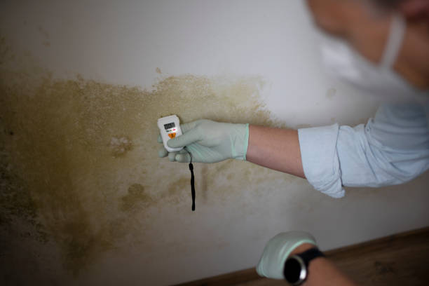 Best Affordable Mold Removal  in Prosper, TX