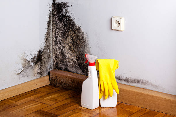 Best Commercial Mold Removal  in Prosper, TX