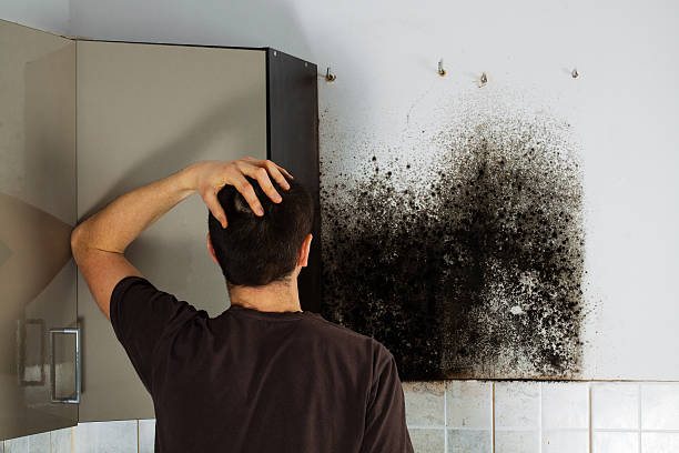 Best Black Mold Removal  in Prosper, TX