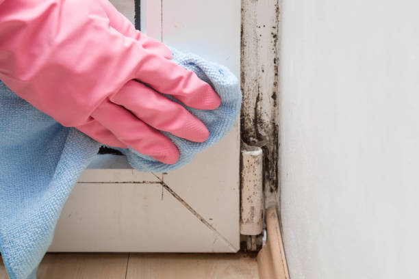 Best Local Mold Removal Service  in Prosper, TX