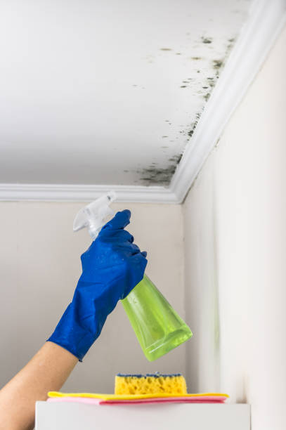 Best Residential Mold Removal  in Prosper, TX